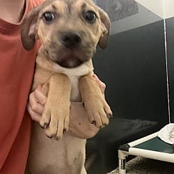Photo of Bubblegum, adoptable Hound (Unknown Type) in Baton Rouge, Louisiana