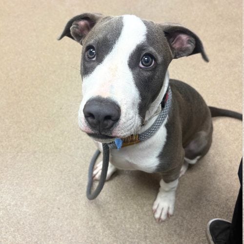 Photo of Branson, adoptable American Staffordshire Terrier in Aurora, Colorado
