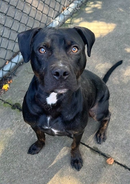 Photo of Baked Beans, adoptable American Pit Bull Terrier in Chicago, Illinois