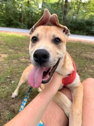 Photo of Clover, adoptable Terrier, Pit Bull/Mix in Annapolis, Maryland