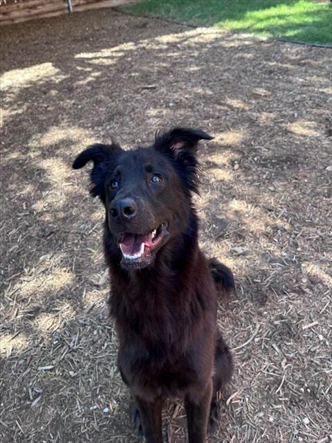 Photo of Chili, adoptable Flat-coated Retriever in Plano, Texas