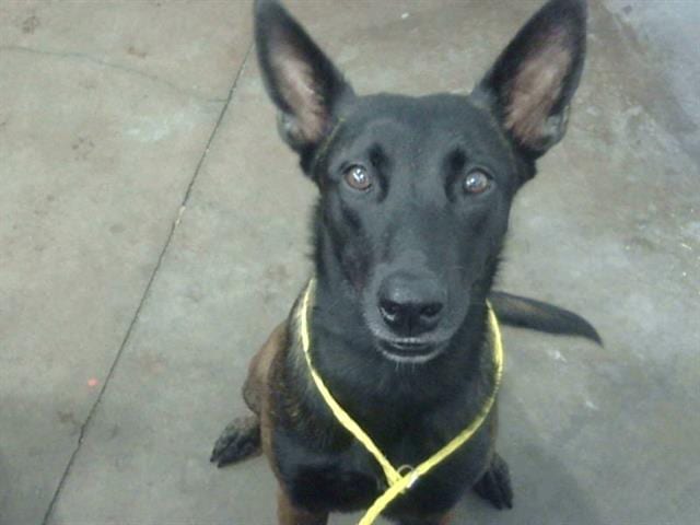 Photo of Pumpkin, adoptable Mixed Breed