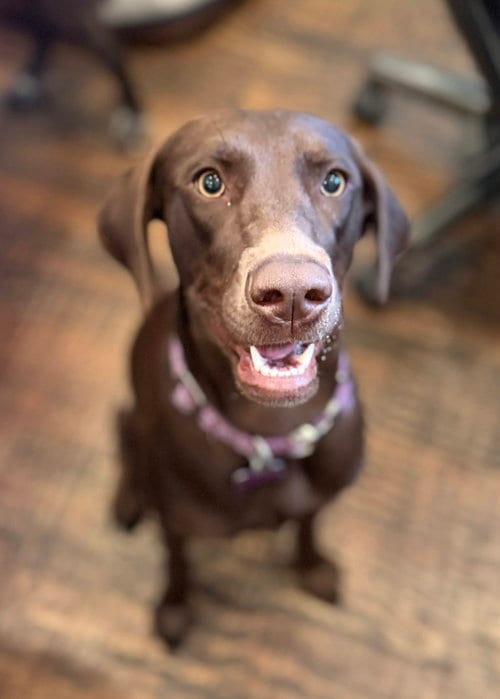 Photo of Delilah Song, adoptable Labrador Retriever in Fort Worth, Texas