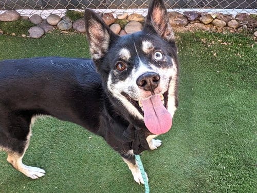 Photo of Eva, adoptable Siberian Husky in Mesa, Arizona