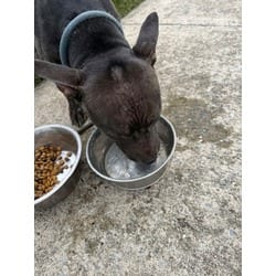 Photo of Shrimp, adoptable Terrier (Unknown Type, Medium) in Wantagh, New York
