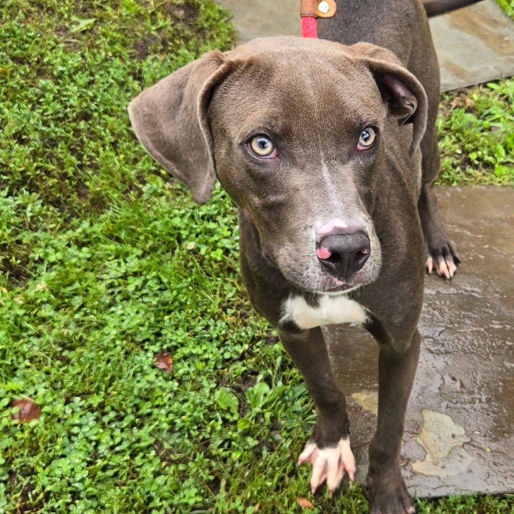 Photo of Dudley, adoptable Mixed Breed (Medium) in East Hanover, New Jersey