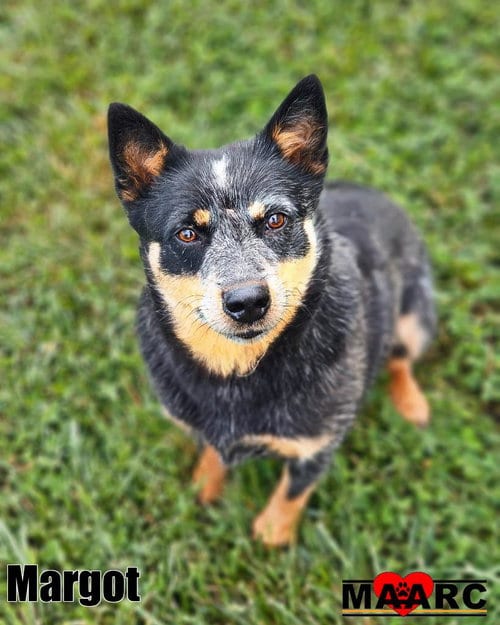 Photo of Margot, adoptable Australian Cattle Dog/Blue Heeler in Maryville, Tennessee