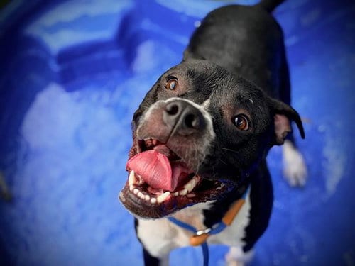 Photo of Dustin, adoptable Boxer in Orlando, Florida