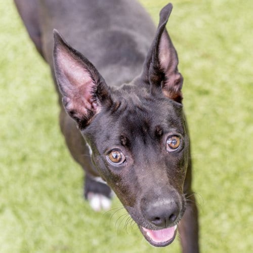 Photo of Limerick, adoptable Terrier in Hilton Head, South Carolina