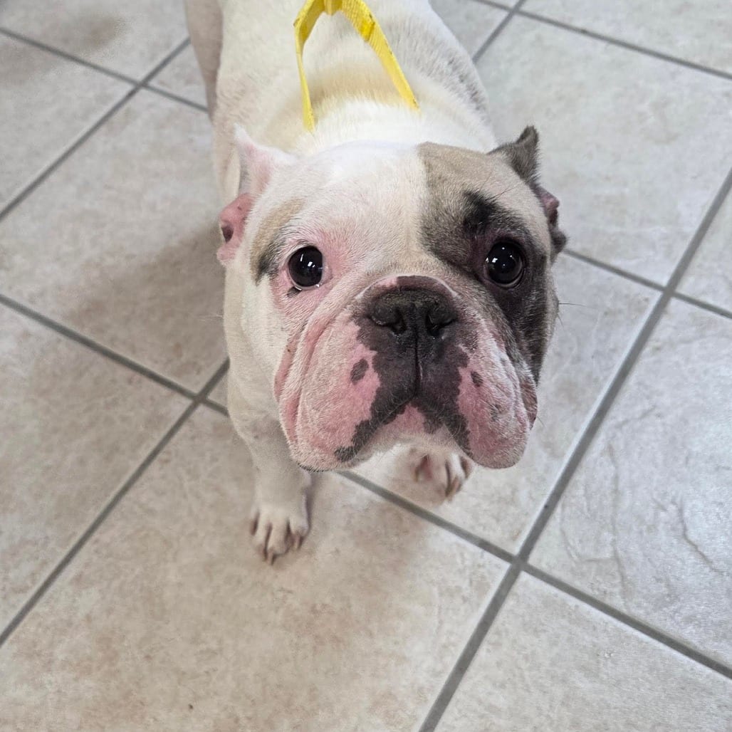 Photo of Optimus, adoptable Bulldog, French