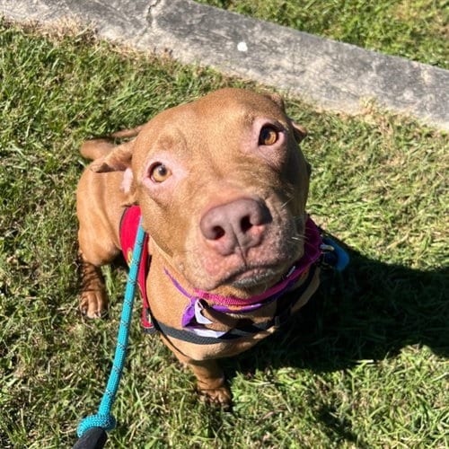 Photo of Sadie, adoptable American Staffordshire Terrier in Tallahassee, Florida