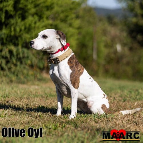 Photo of Olive Oyl, adoptable Terrier in Maryville, Tennessee