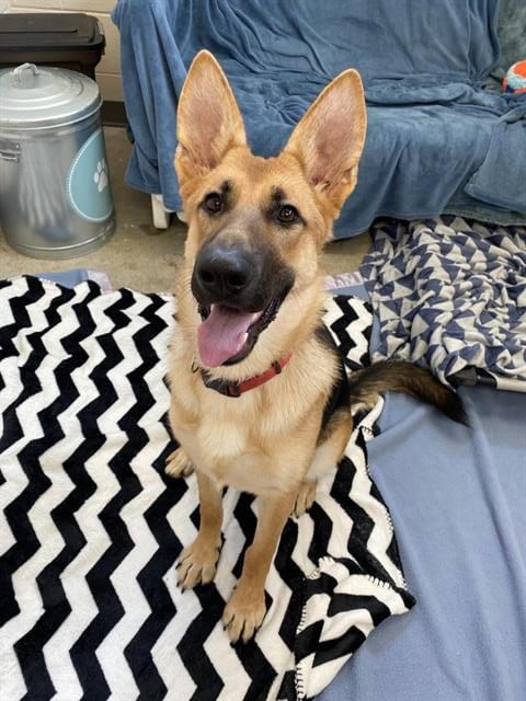 Photo of Isla, adoptable German Shepherd Dog in Fort Wayne, Indiana