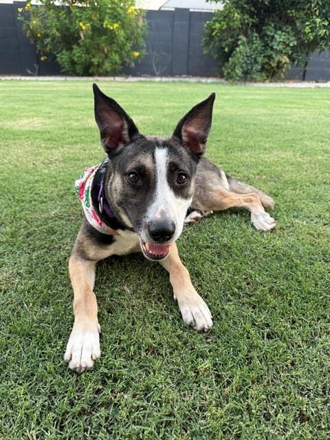 Photo of Sabrina, adoptable Australian Kelpie in Mesa, Arizona