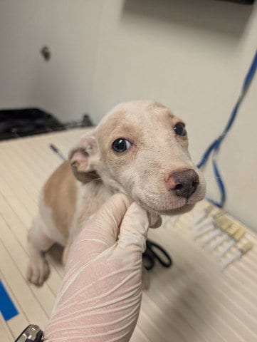 Photo of Pup 2, adoptable Pit Bull Terrier in Bakersfield, California