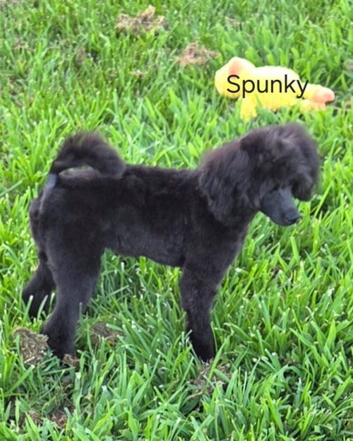 Photo of Spunky, adoptable Poodle (Miniature) in Cumming, Georgia