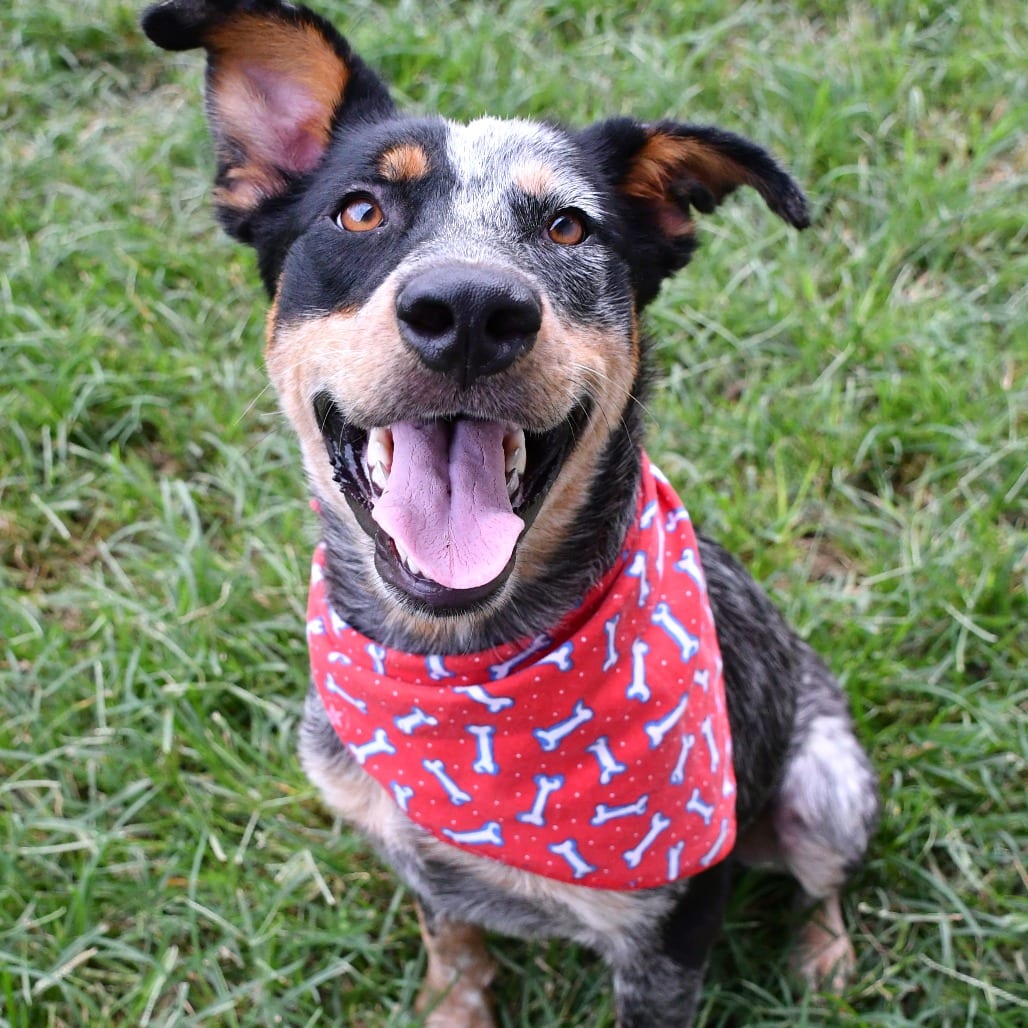 Photo of Griffin, adoptable American Blue Heeler in Beaumont, Texas