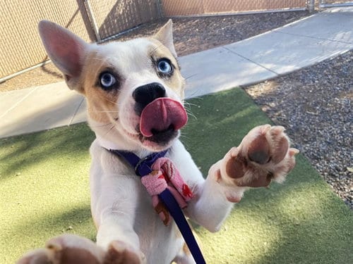 Photo of Sprite, adoptable Australian Cattle Dog/Blue Heeler in Phoenix, Arizona