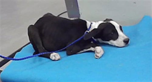 Photo of Iris, adoptable Husky in Houston, Texas