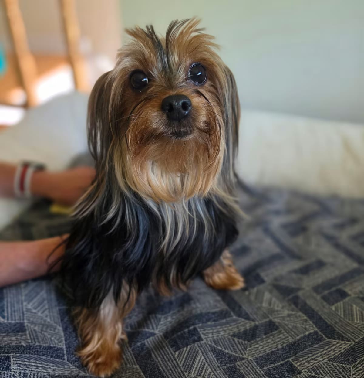 Photo of Bunny, adoptable Yorkie, Yorkshire Terrier in Scotch Plains, New Jersey