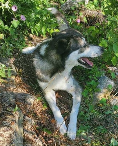 Photo of Buddy, adoptable Siberian Husky in Grand Prairie, Texas