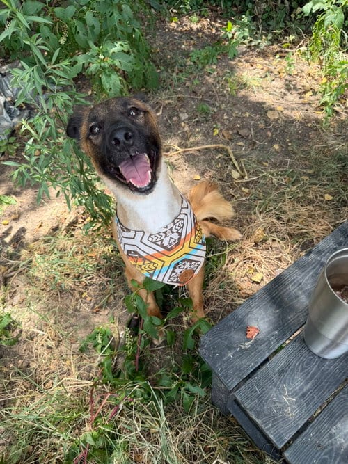 Photo of Curly Joe, adoptable Collie in Jackson, Mississippi