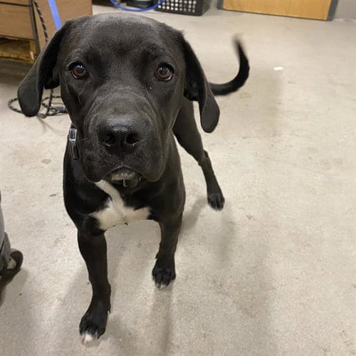 Photo of Carly, adoptable Labrador Retriever in Modesto, California