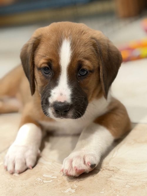 Photo of Roger, adoptable Shepherd in Phoenix, Arizona