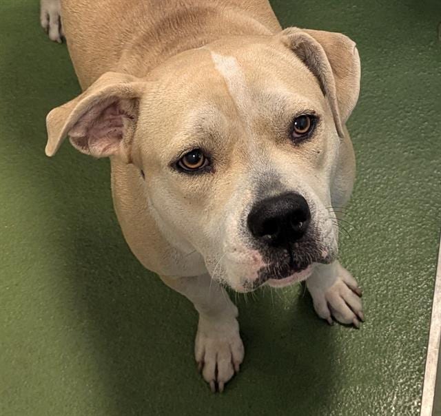 Photo of Carmen, adoptable Mixed Breed