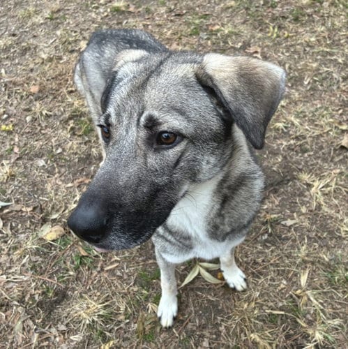 Photo of Barnum, adoptable German Shepherd Dog in Anniston, Alabama