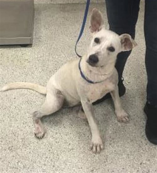 Photo of Pippa, adoptable Australian Cattle Dog/Blue Heeler in Conroe, Texas