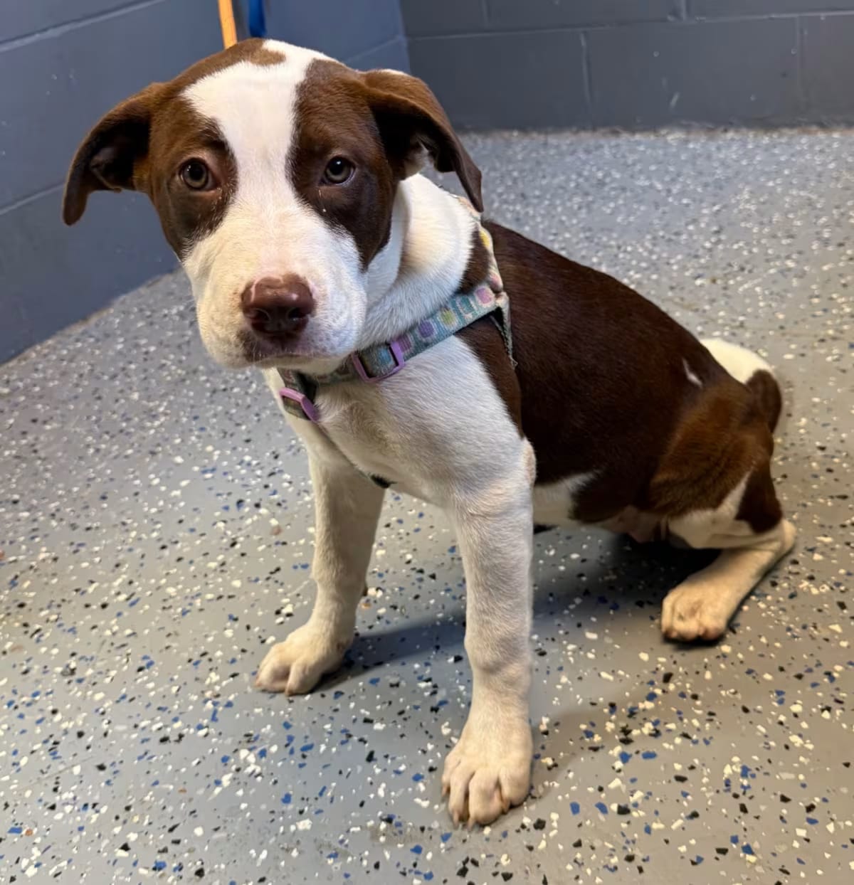 Photo of Athena, adoptable American Pit Bull Terrier/Mixed Breed (Medium) in Tuscaloosa, Alabama