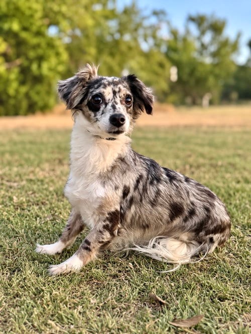 Photo of Havana, adoptable Dachshund in PIPE CREEK, Texas