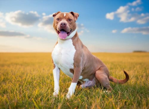 Photo of Eddie, adoptable American Staffordshire Terrier in Tavares, Florida