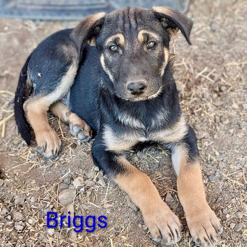 Photo of Briggs, adoptable Shepherd in Yreka, California