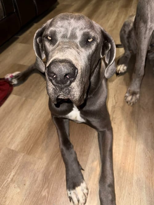 Photo of Bruce, adoptable Great Dane in Bullard, Texas