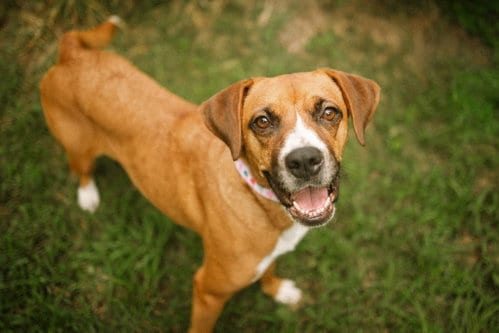 Photo of Mochie - goofy girl, adoptable Boxer in Oakhurst, New Jersey