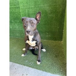 Photo of Blue, adoptable American Pit Bull Terrier in Lancaster, California