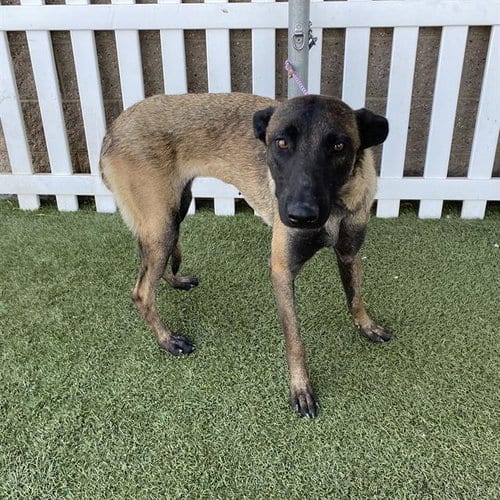Photo of A614695, adoptable Belgian Shepherd Malinois in Modesto, California