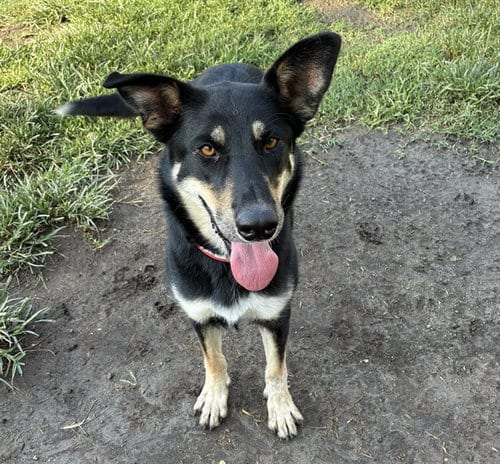 Photo of Diamond, adoptable German Shepherd Dog in Riverside, California