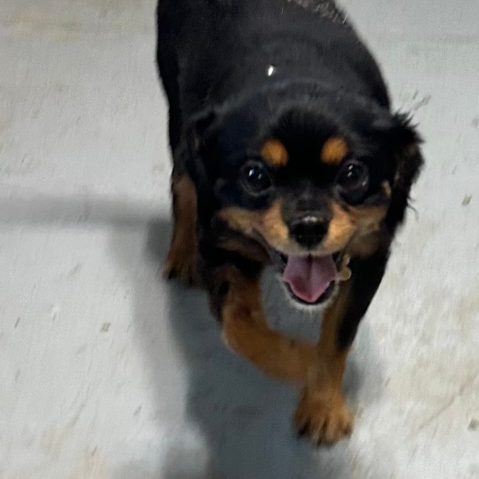 Photo of Priscilla, adoptable Pomeranian / Spaniel, Cavalier King Charles in Grinnell, Iowa