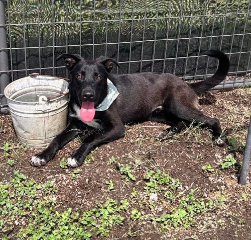 Photo of Pluto, adoptable Terrier in Abbeville, Louisiana