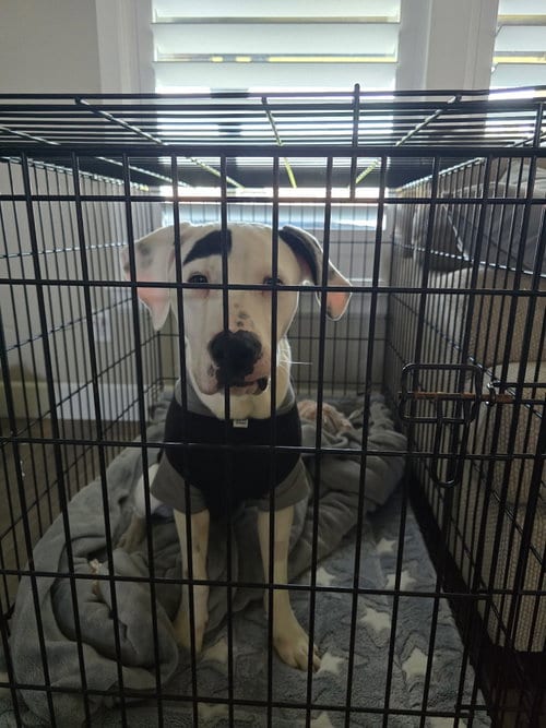 Photo of Milo, adoptable Pit Bull Terrier in Claremore, Oklahoma
