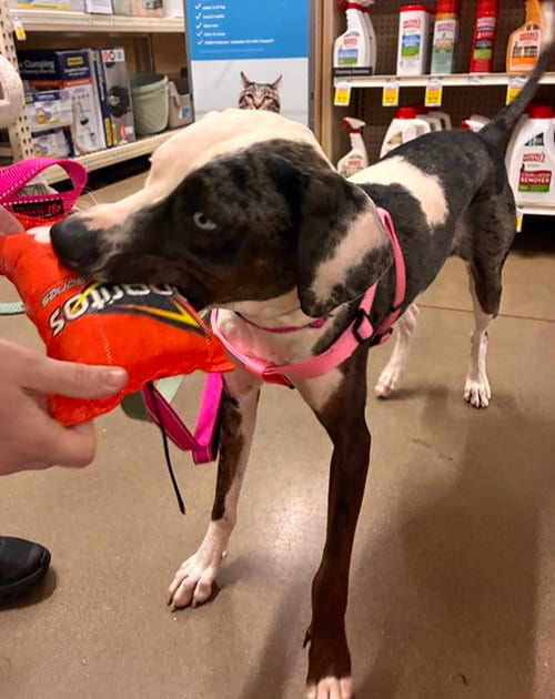 Photo of Nova, adoptable Catahoula Leopard Dog in Stanhope, New Jersey