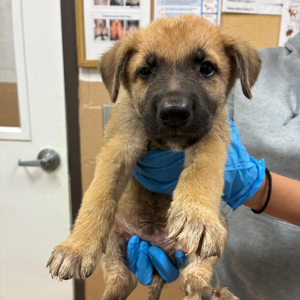 Photo of Flareon, adoptable Shepherd, German in Brownsville, Texas