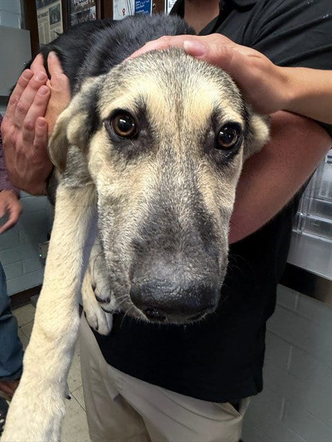 Photo of Amy Wong, adoptable German Shepherd Dog in Stockton, California
