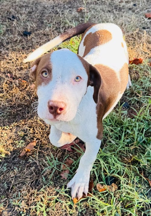Photo of Zombie Girl, adoptable Pit Bull Terrier in Claremore, Oklahoma
