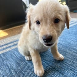 Photo of Rex, adoptable Golden Retriever Labrador Retriever in Denver, Colorado
