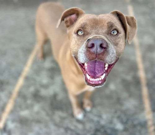 Photo of Bobby, adoptable Pit Bull Terrier in Riverside, California
