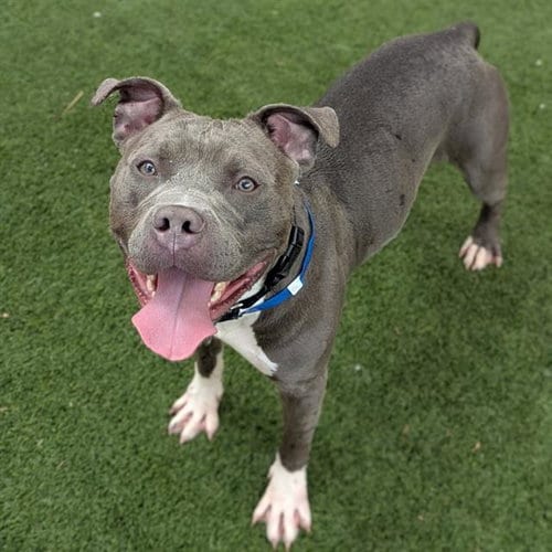 Photo of Baby Boy, adoptable Pit Bull Terrier in Las Vegas, Nevada